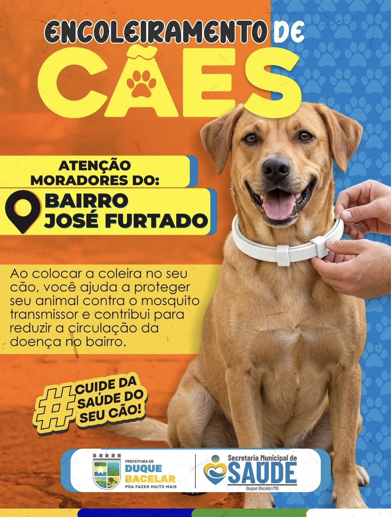 Encoleiramento de cães 